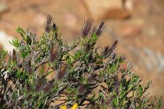 Gorteria integrifolia