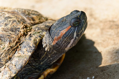 Trachemys scripta