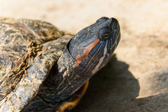 Trachemys scripta
