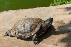 Trachemys scripta