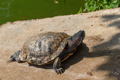 Trachemys scripta