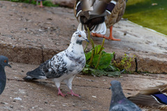 Columba livia domestica