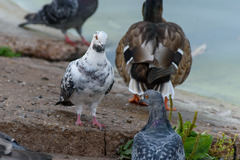 Columba livia domestica