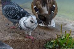 Columba livia domestica