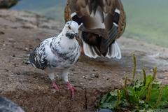 Columba livia domestica