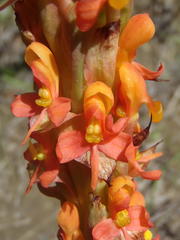 Disa chrysostachya