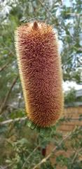 Banksia praemorsa