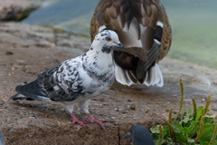 Columba livia domestica