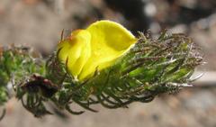 Aspalathus asparagoides asparagoides