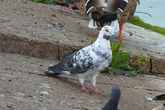 Columba livia domestica