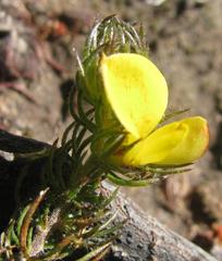 Aspalathus asparagoides asparagoides