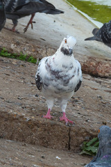 Columba livia domestica