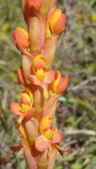 Disa chrysostachya