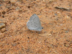 Celastrina lavendularis