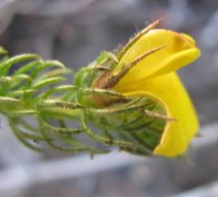 Aspalathus asparagoides asparagoides