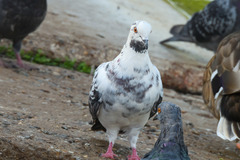 Columba livia domestica