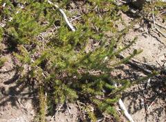 Aspalathus asparagoides asparagoides