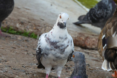 Columba livia domestica