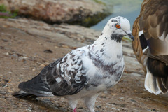 Columba livia domestica