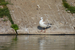 Chroicocephalus ridibundus