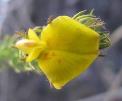 Aspalathus asparagoides asparagoides