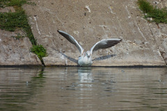 Chroicocephalus ridibundus