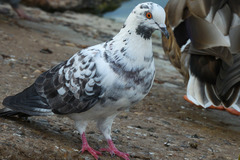 Columba livia domestica