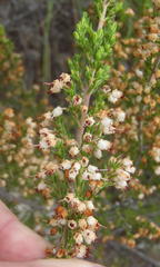 Erica opulenta