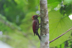 Picus puniceus