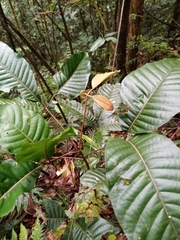 Magnoliopsida