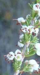 Erica opulenta