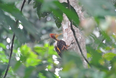 Reinwardtipicus validus