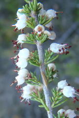 Erica opulenta