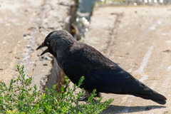 Corvus monedula