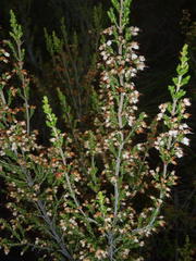 Erica opulenta