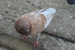 Columba livia domestica