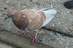 Columba livia domestica