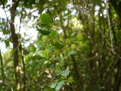 Smilax ovalifolia