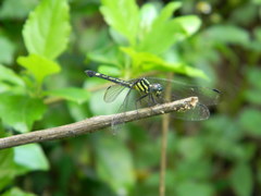 Hylaeothemis apicalis