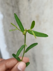 Microstachys chamaelea