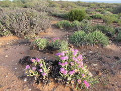 Monilaria moniliformis