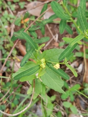 Microstachys chamaelea