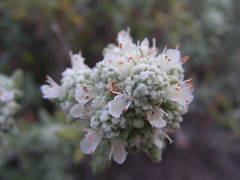 Teucrium dunense