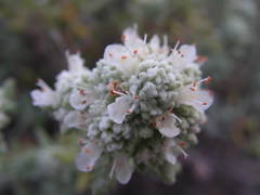 Teucrium dunense