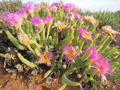 Monilaria moniliformis