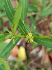 Microstachys chamaelea