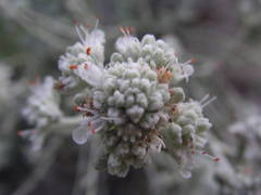 Teucrium dunense