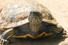 Trachemys scripta