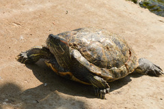 Trachemys scripta