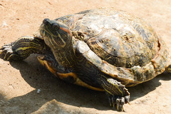 Trachemys scripta